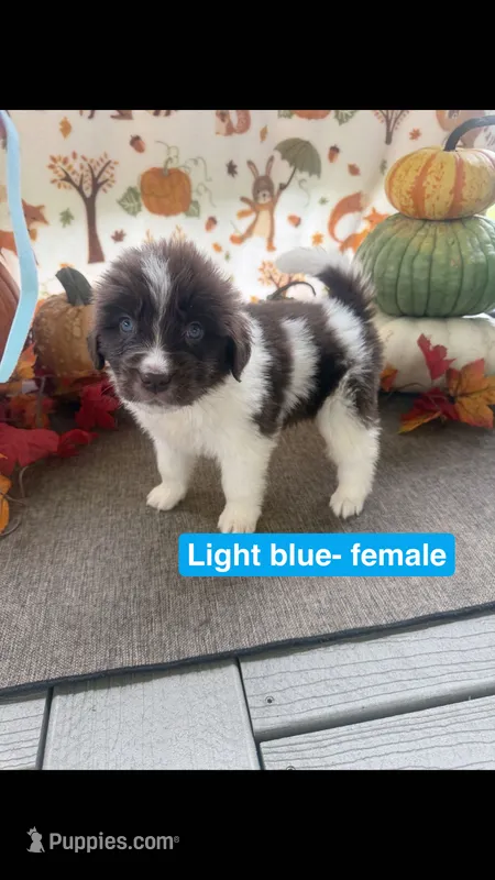 Light Blue – Newfoundland puppy for sale in Mechanicstown, OH