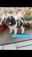 Light Blue, a female Newfoundland for sale in Mechanicstown, OH – 1 of 2