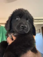 Gray Male, a male Newfoundland for sale in Mechanicstown, OH – 1 of 4