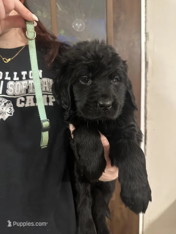 Teal – Newfoundland, Golden Retriever puppy for sale in Mechanicstown, OH