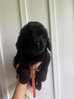 Orange, a male Newfoundland for sale in Mechanicstown, OH – 2 of 2