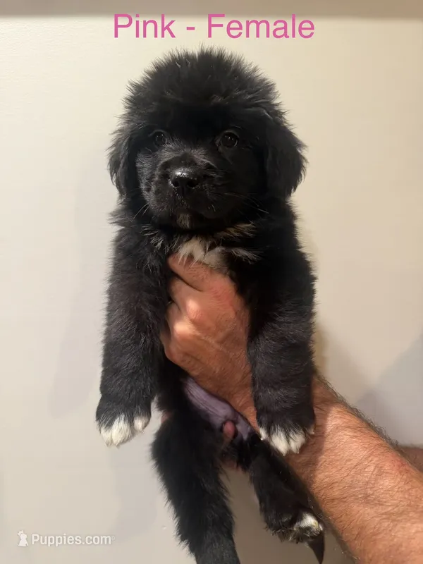 Pink  – Newfoundland puppy for sale in Mechanicstown, OH