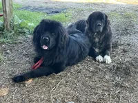 Yellow Male, a male Newfoundland for sale in Mechanicstown, OH – 4 of 4