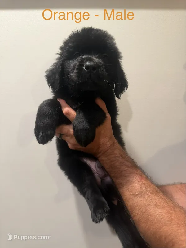 Orange – Newfoundland puppy for sale in Mechanicstown, OH