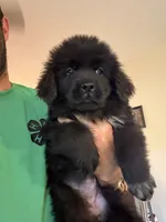 Pink Female, a female Newfoundland for sale in Mechanicstown, OH – 1 of 4