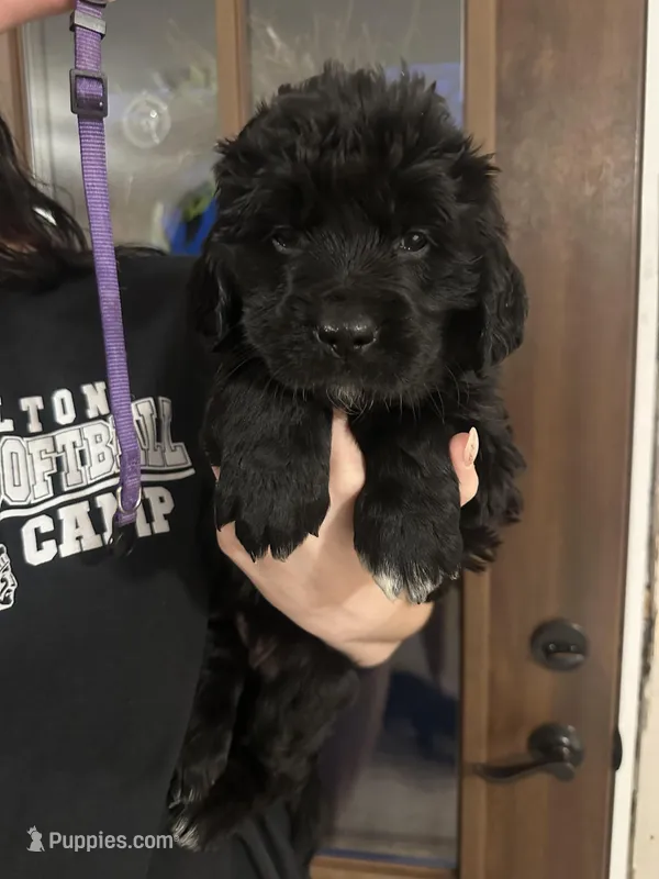 Purple – Newfoundland, Golden Retriever puppy for sale in Mechanicstown, OH