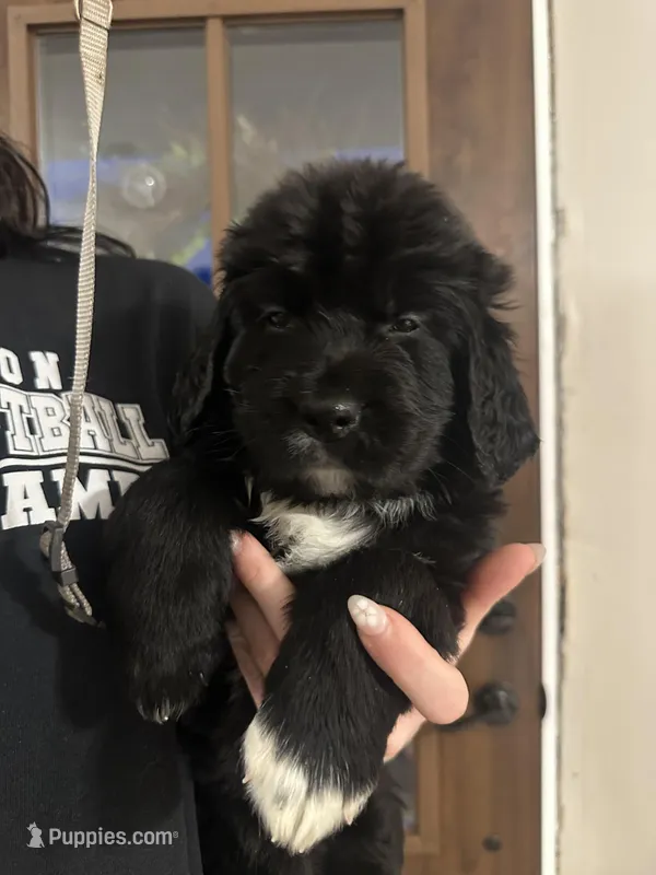 Gray – Newfoundland, Golden Retriever puppy for sale in Mechanicstown, OH