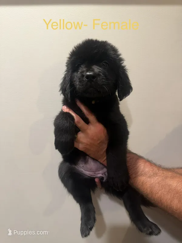 Yellow – Newfoundland puppy for sale in Mechanicstown, OH
