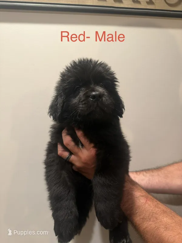 Red – Newfoundland puppy for sale in Mechanicstown, OH