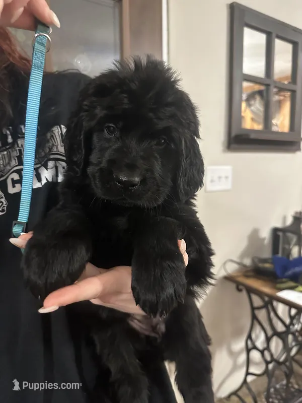 Blue – Newfoundland, Golden Retriever puppy for sale in Mechanicstown, OH