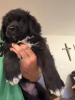 Orange Female, a female Newfoundland for sale in Mechanicstown, OH – 2 of 4