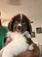 Brown/White Female, a female Newfoundland for sale in Mechanicstown, OH – 2 of 4