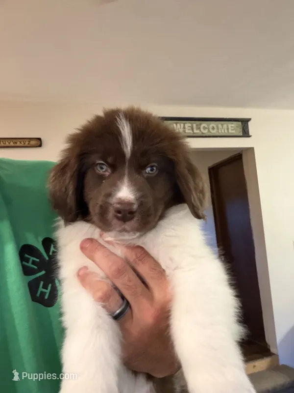 Brown/White Female – Newfoundland puppy for sale in Mechanicstown, OH