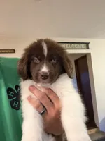 Brown/White Female, a female Newfoundland for sale in Mechanicstown, OH – 1 of 4