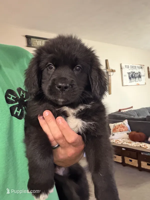 Orange Female – Newfoundland puppy for sale in Mechanicstown, OH