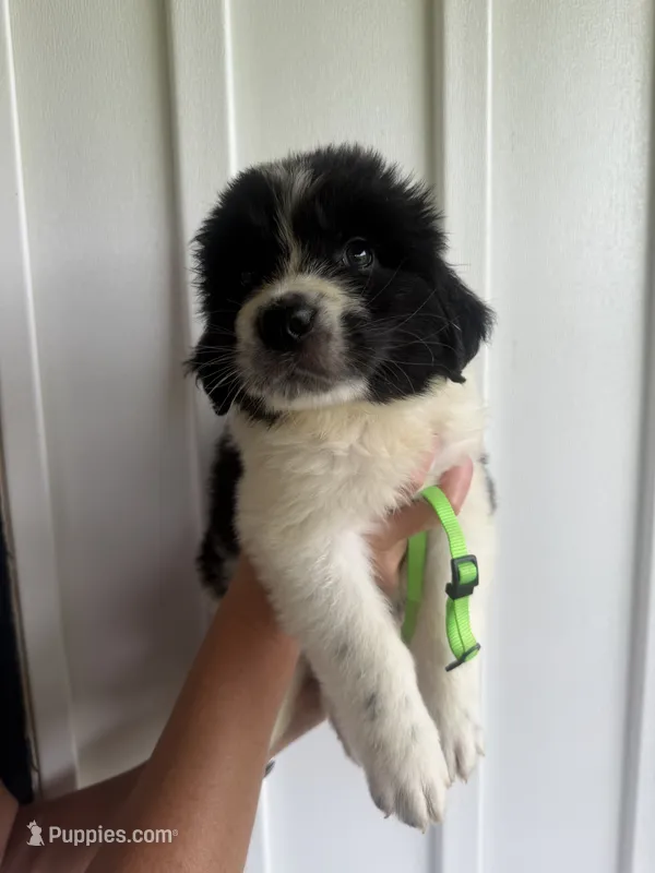 Lime Green – Newfoundland puppy for sale in Mechanicstown, OH