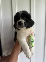 Lime Green, a male Newfoundland for sale in Mechanicstown, OH – 1 of 2