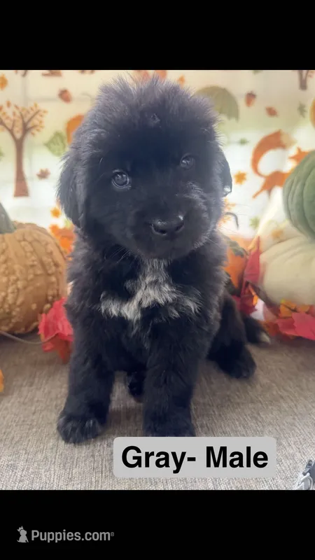 Gray – Newfoundland puppy for sale in Mechanicstown, OH