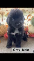 Gray, a male Newfoundland for sale in Mechanicstown, OH – 1 of 1