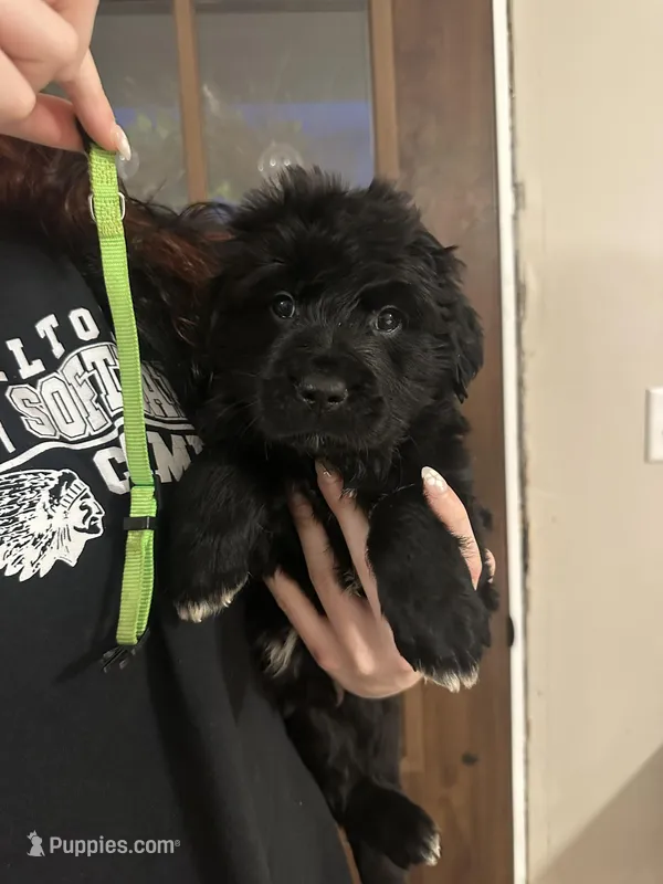 Green – Newfoundland, Golden Retriever puppy for sale in Mechanicstown, OH