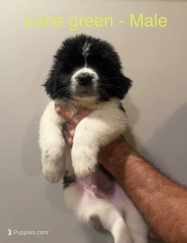Lime Green – Newfoundland puppy for sale in Mechanicstown, OH
