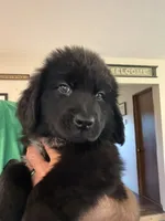 Gray Male, a male Newfoundland for sale in Mechanicstown, OH – 2 of 4