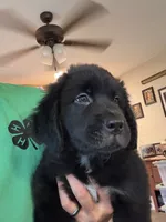 Green Male, a male Newfoundland for sale in Mechanicstown, OH – 2 of 4