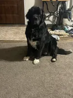 Gray Male, a male Newfoundland for sale in Mechanicstown, OH – 3 of 4