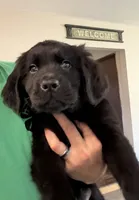 Yellow Male, a male Newfoundland for sale in Mechanicstown, OH – 2 of 4