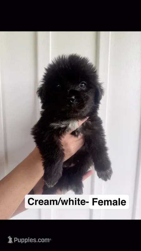 Cream – Newfoundland puppy for sale in Mechanicstown, OH