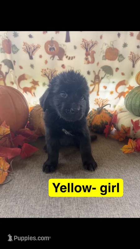 Yello – Newfoundland puppy for sale in Mechanicstown, OH
