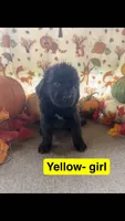 Yello, a female Newfoundland for sale in Mechanicstown, OH – 1 of 1