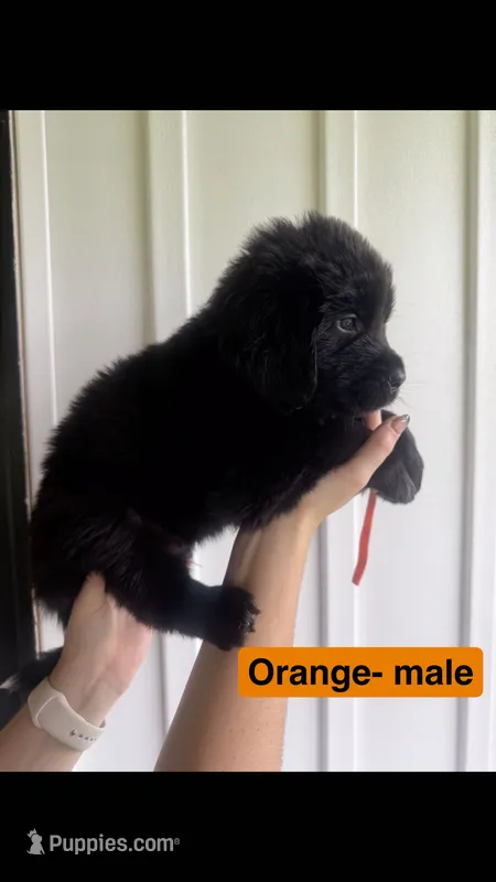 Orange – Newfoundland puppy for sale in Mechanicstown, OH