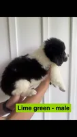 Lime Green, a male Newfoundland for sale in Mechanicstown, OH – 2 of 2