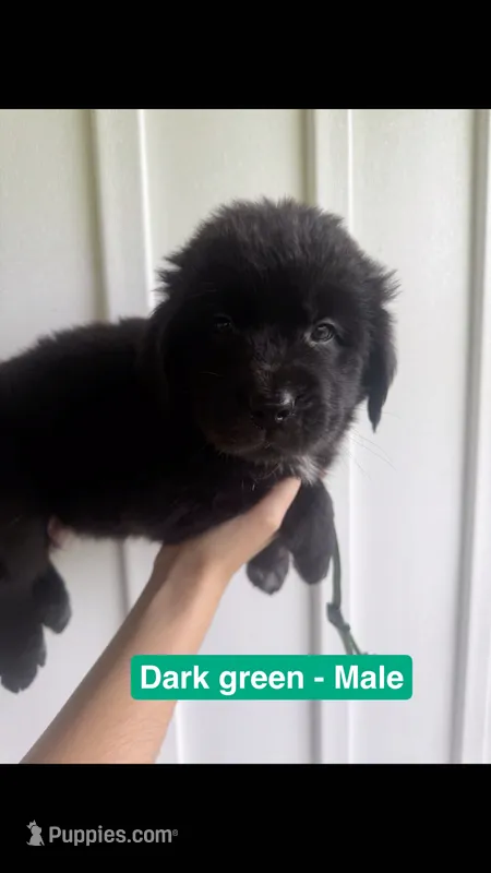 Dark Green – Newfoundland puppy for sale in Mechanicstown, OH