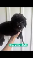 Dark Green, a male Newfoundland for sale in Mechanicstown, OH – 1 of 2
