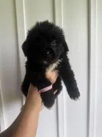 Pink , a female Newfoundland for sale in Mechanicstown, OH – 2 of 2