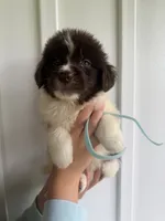 Light Blue, a female Newfoundland for sale in Mechanicstown, OH – 2 of 2
