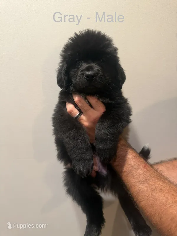 Gray – Newfoundland puppy for sale in Mechanicstown, OH