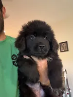 Pink Female, a female Newfoundland for sale in Mechanicstown, OH – 2 of 4