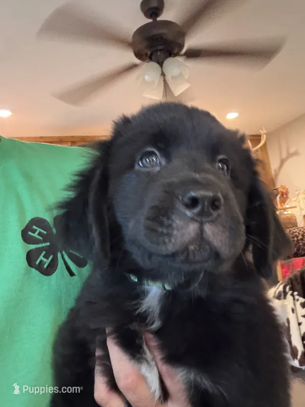 Green Male – Newfoundland puppy for sale in Mechanicstown, OH