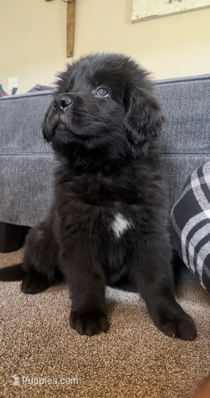 Red Male – Newfoundland puppy for sale in Mechanicstown, OH