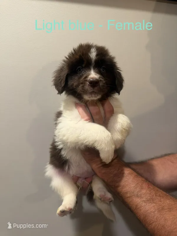 Light Blue – Newfoundland puppy for sale in Mechanicstown, OH