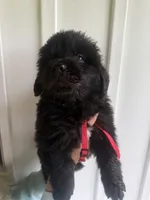 Red, a male Newfoundland for sale in Mechanicstown, OH – 2 of 2