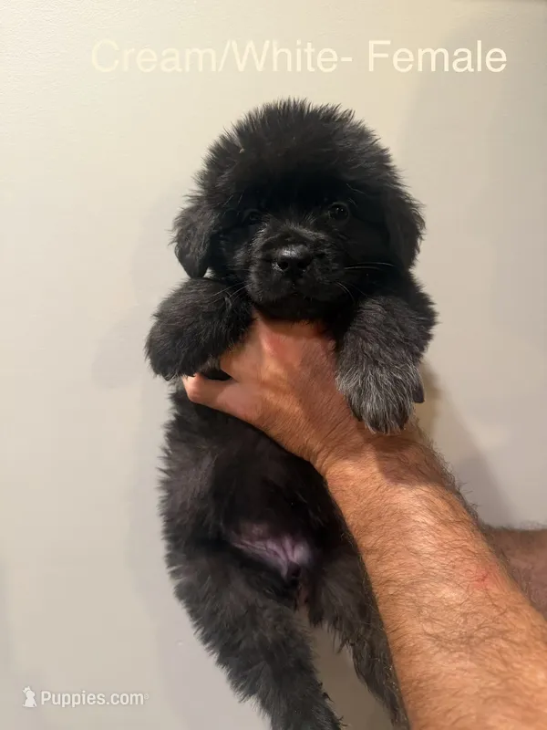Cream – Newfoundland puppy for sale in Mechanicstown, OH