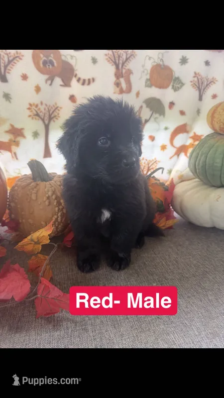 Red – Newfoundland puppy for sale in Mechanicstown, OH