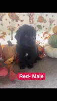 Red, a male Newfoundland for sale in Mechanicstown, OH – 1 of 2