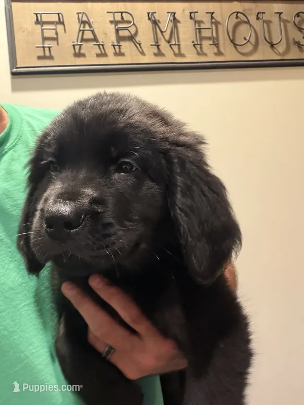 Yellow Male – Newfoundland puppy for sale in Mechanicstown, OH