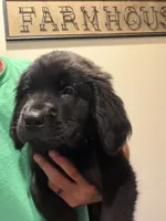 Yellow Male, a male Newfoundland for sale in Mechanicstown, OH – 1 of 4