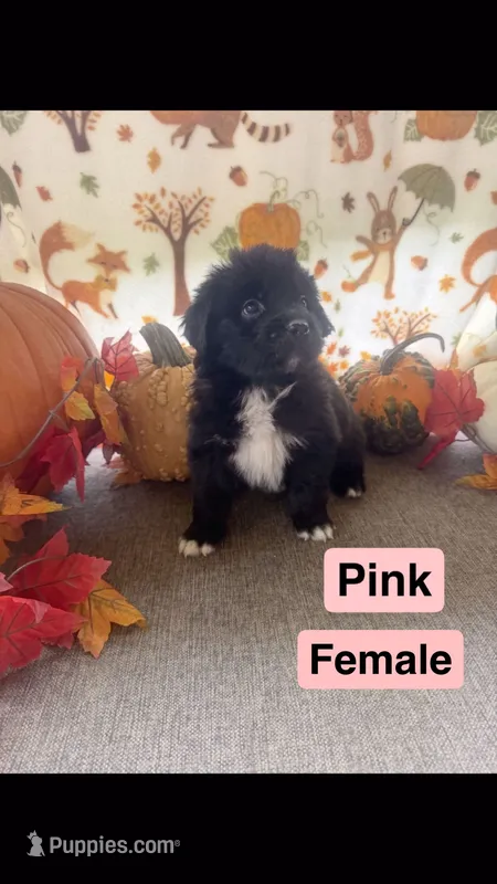 Pink  – Newfoundland puppy for sale in Mechanicstown, OH